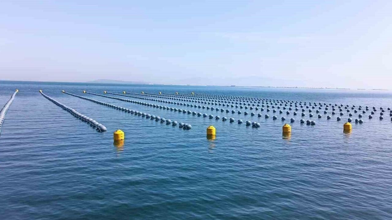 İstanbul'daki gıda zehirlenmesi ve kaçak midye gerçeği: Yetiştiricilerden ve uzmanlardan değerlendirme