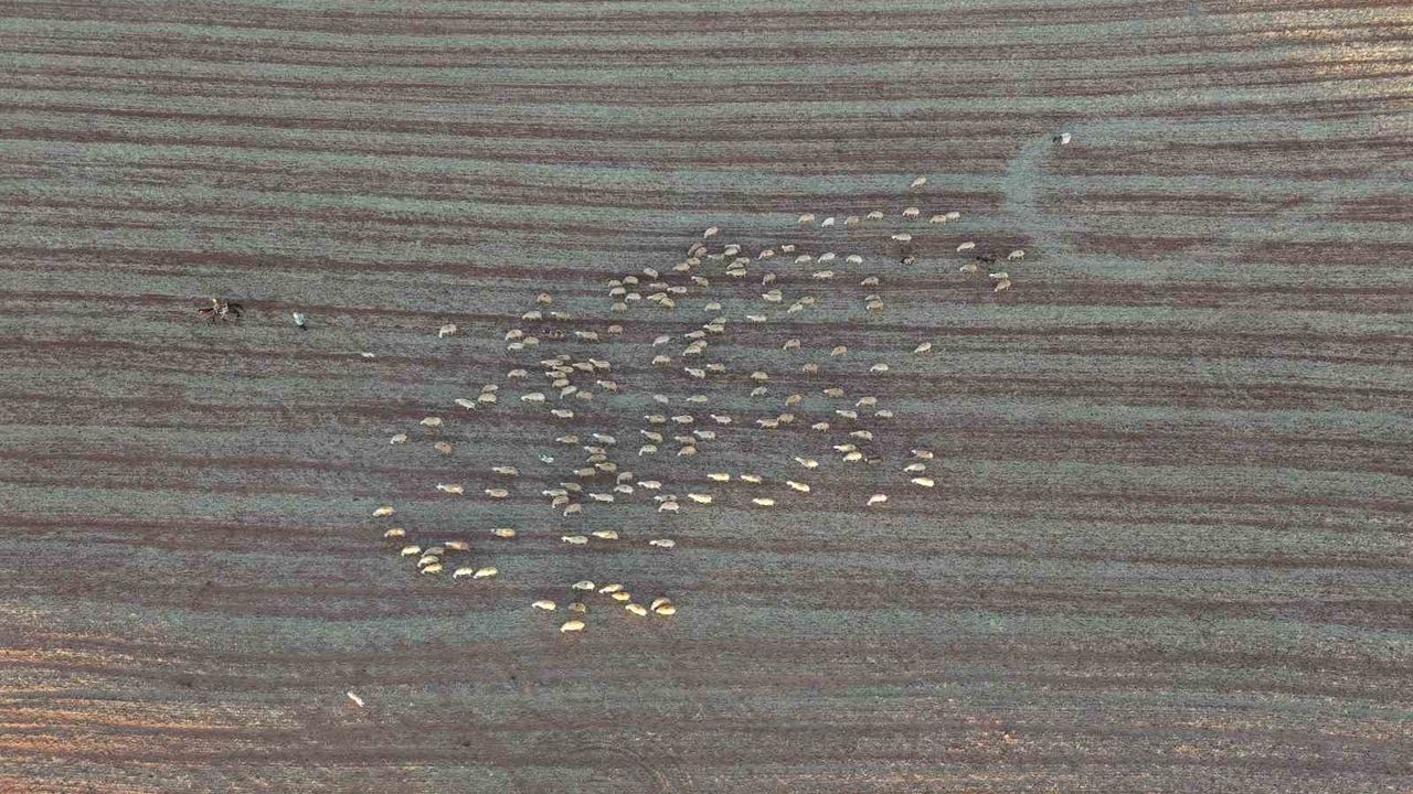 İstanbul’un stresinden Kırıkkale köyüne: Mehmet Özmen küçükbaş hayvancılıkla huzuru buldu