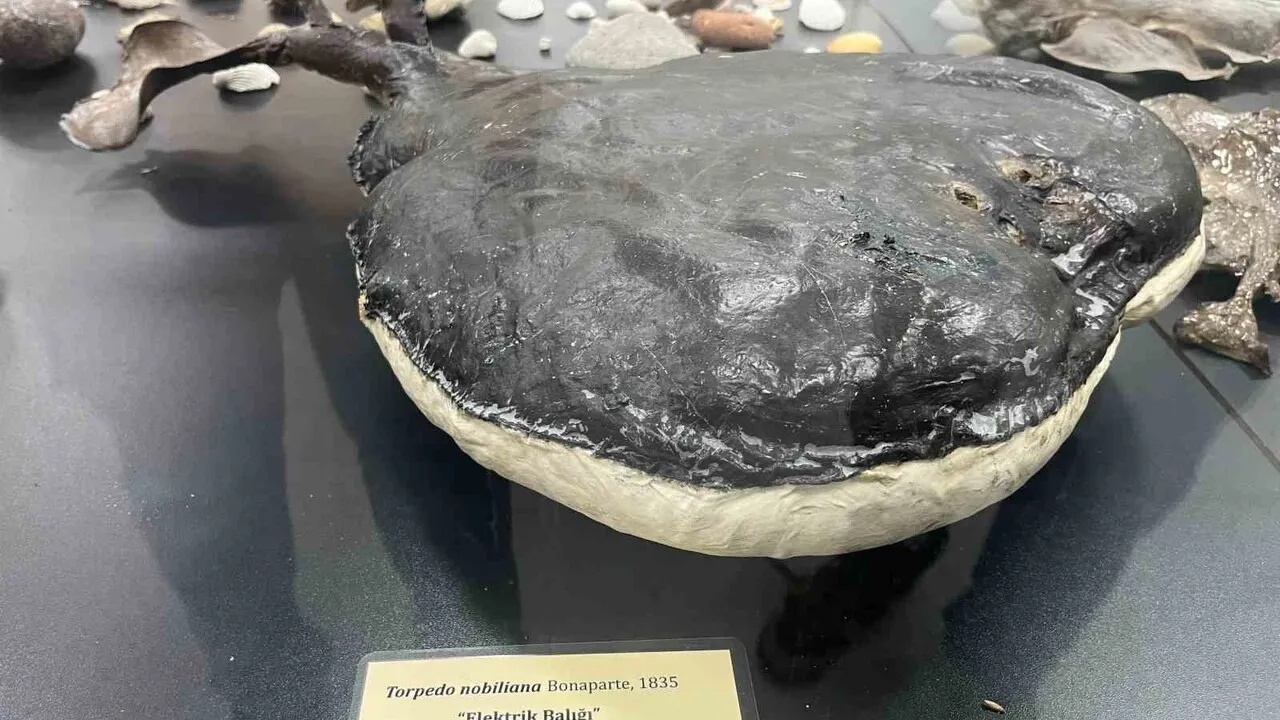 İzmir Katip Çelebi Üniversitesi Deniz Canlıları Koleksiyon Merkezi'nde 400'ü Aşkın Tür Sergileniyor