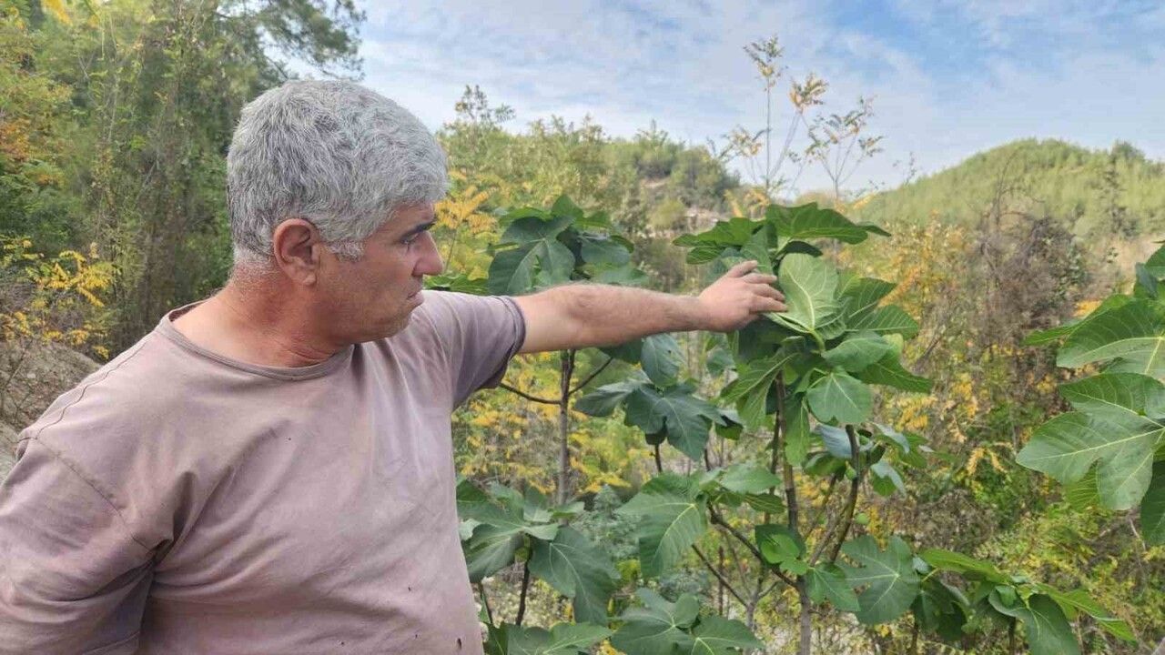 Kadirli'de Sıcaklıklar 30°C'yi Aşınca İncir Ağaçları Aralık'ta Yeniden Meyve Verdi