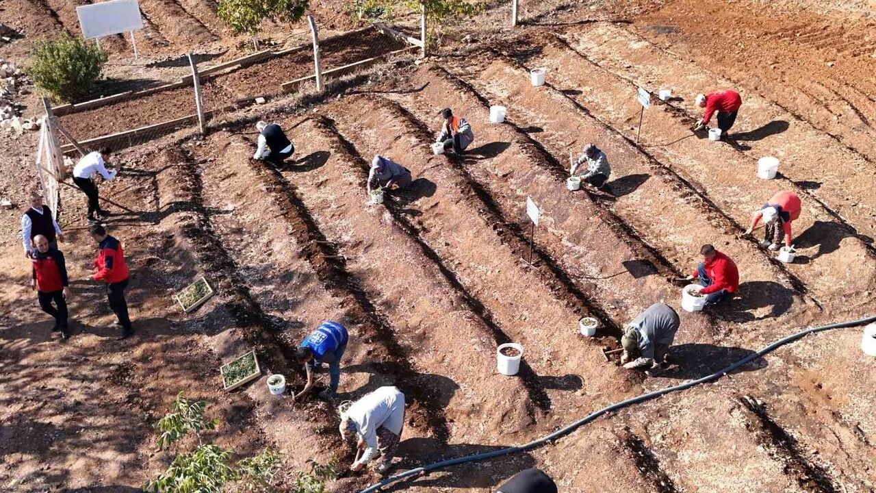 Kahramanmaraş'ta endemik salep bahçelere ekildi, MADO 10 yıl alım garantisi verdi
