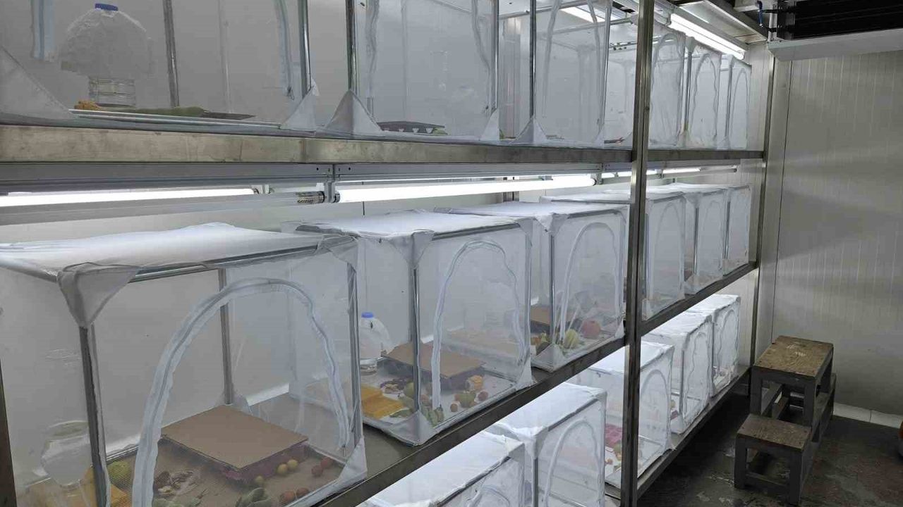 Kahverengi kokarca Artvin'den Marmara'ya yayıldı: Bursa ve Yalova'da tarım tehdit altında