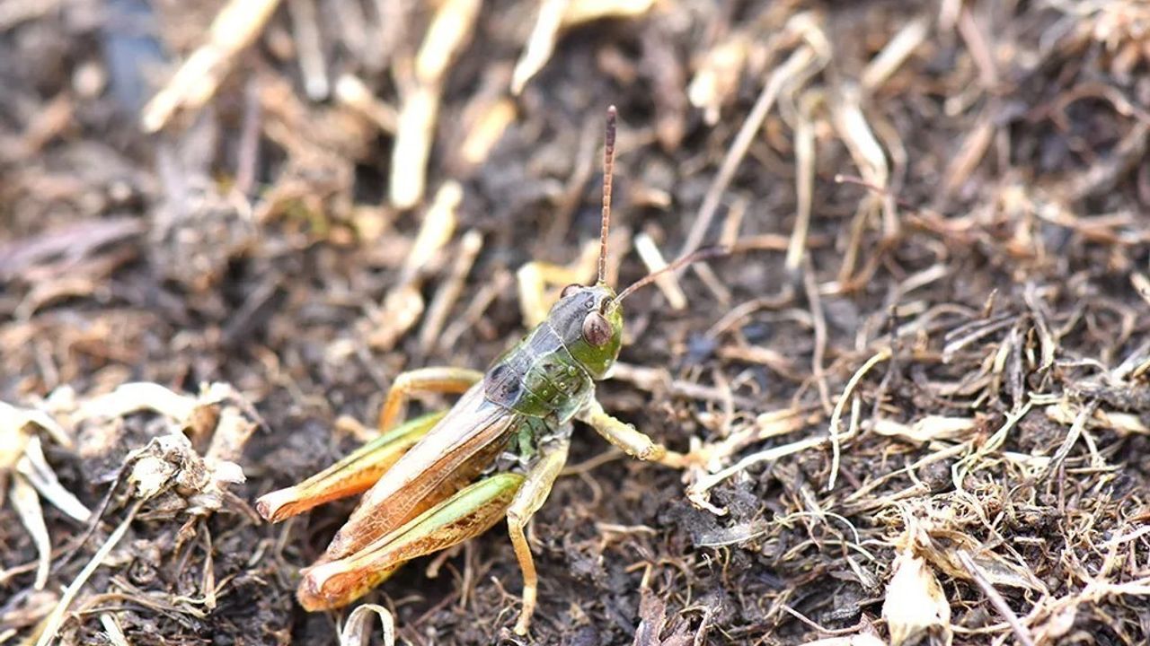Karadeniz'de endemik yeni çekirge cinsi 'Salmanihippus' tanımlandı