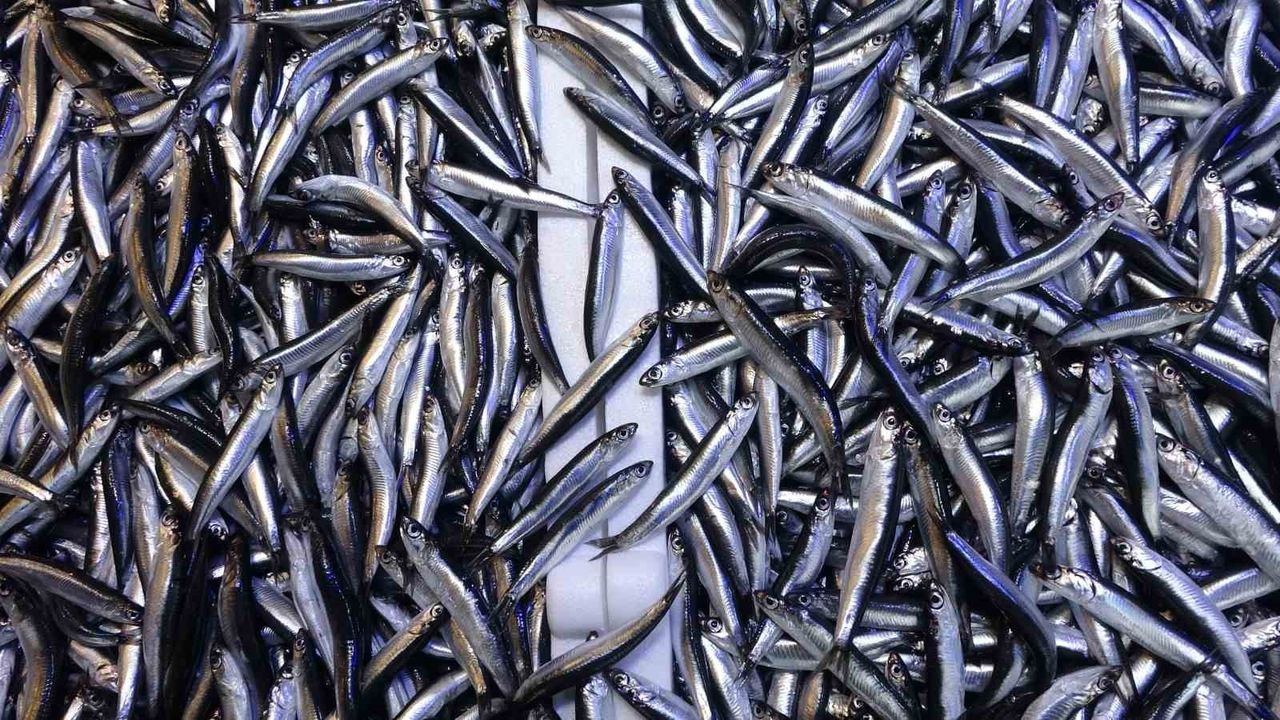 Karadeniz’de Hamsi Bolluğu İhracata Beklenen Etkiyi Vermedi