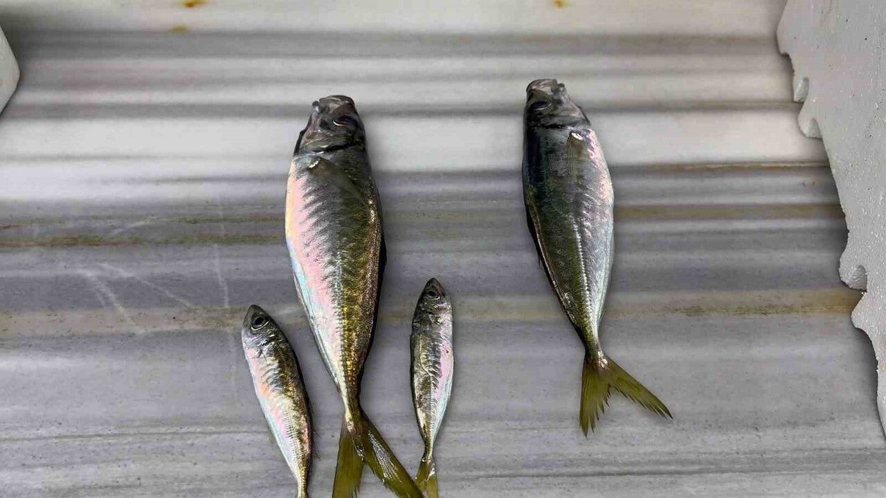 Karadeniz’de hamsi bolluğu tezgâh çeşitliliğini ve kıyı avcılığını canlandırdı