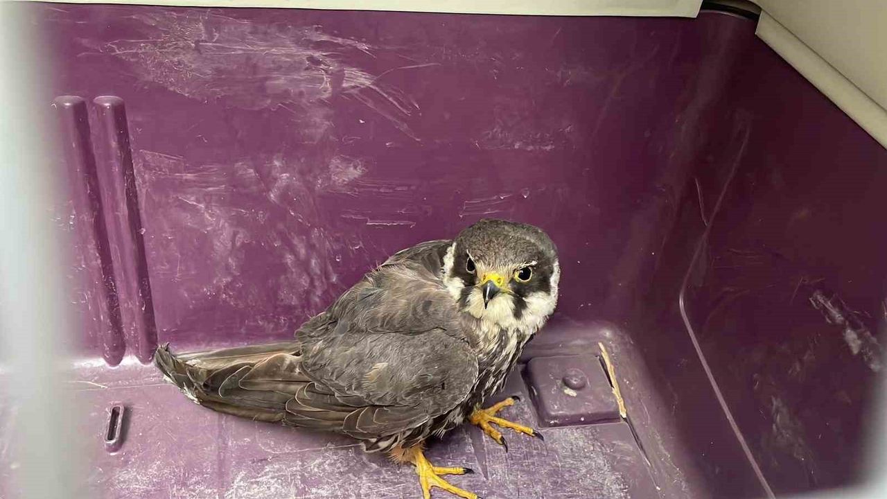 Karaman'da Yaralı Boz Doğan Koruma Altına Alındı