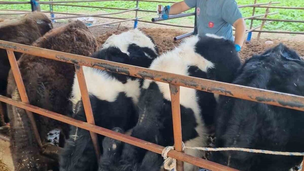 Karpuzlu'da hayvan sağlığı çalışmaları: Aşılamalar ve jandarma yol kontrolleri sürüyor