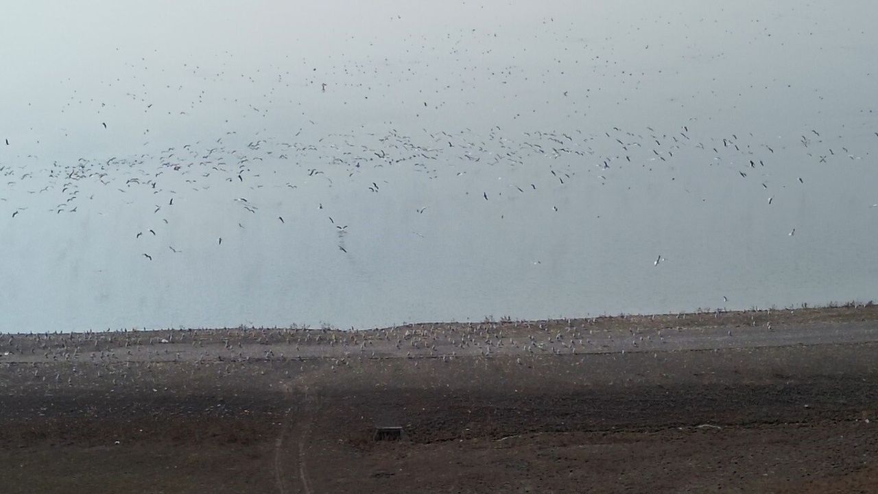 Kars Barajı, göçmen kuşların yeni geçiş ve dinlenme noktası