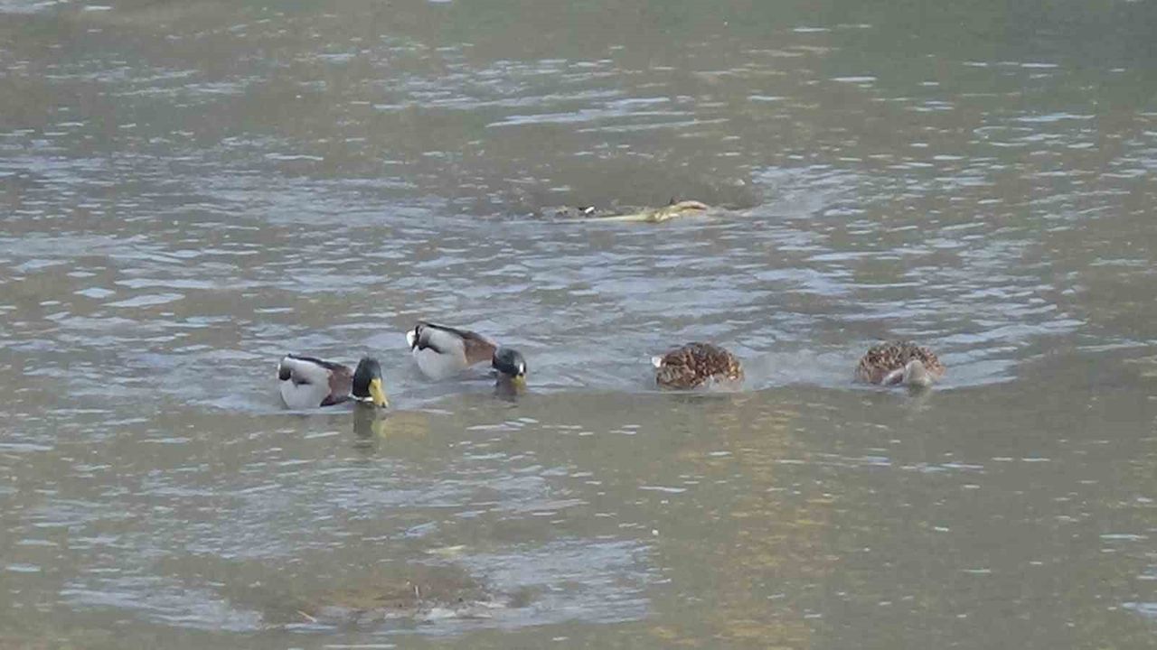 Kars Çayı'nda yüzlerce yeşilbaş ve boz ördek yemlenirken görüntülendi
