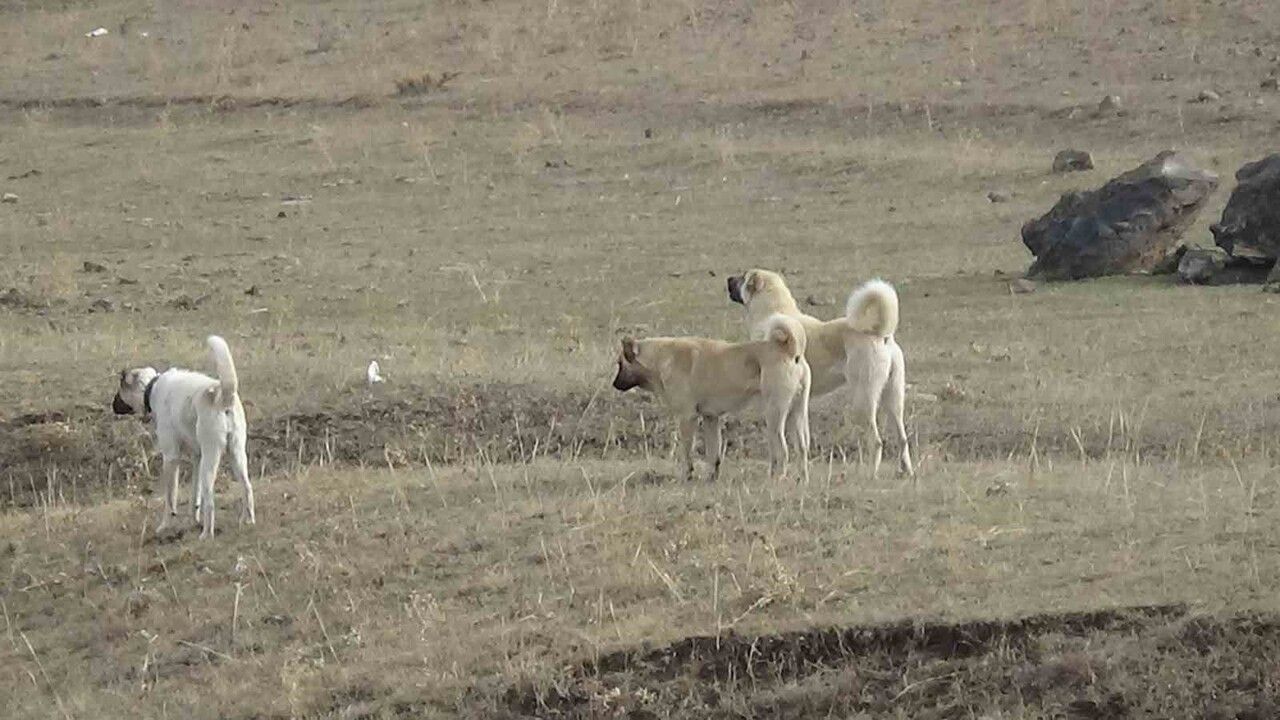 Kars'ta göçerlerin zorlu dönüşü başladı: 3 bin rakımlı yaylalardan Iğdır'a