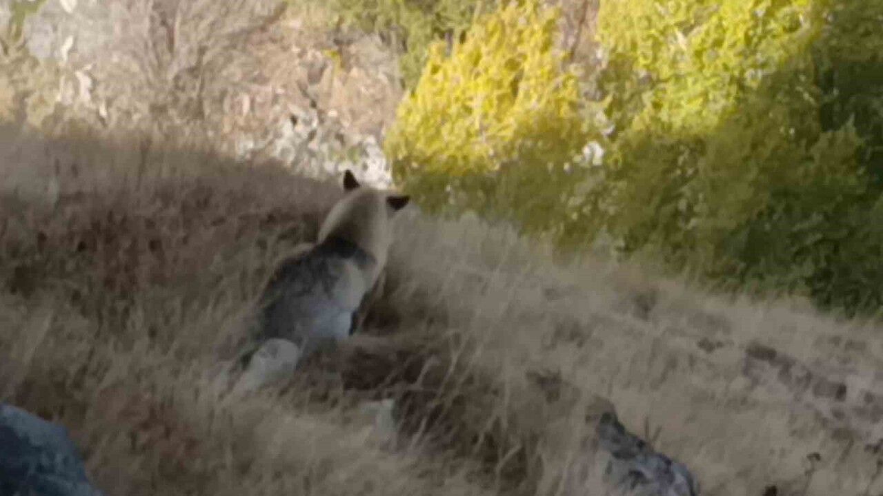 Kars’ta Kızıl Tilki Kalesi Çevresinde Yiyecek Ararken Görüntülendi
