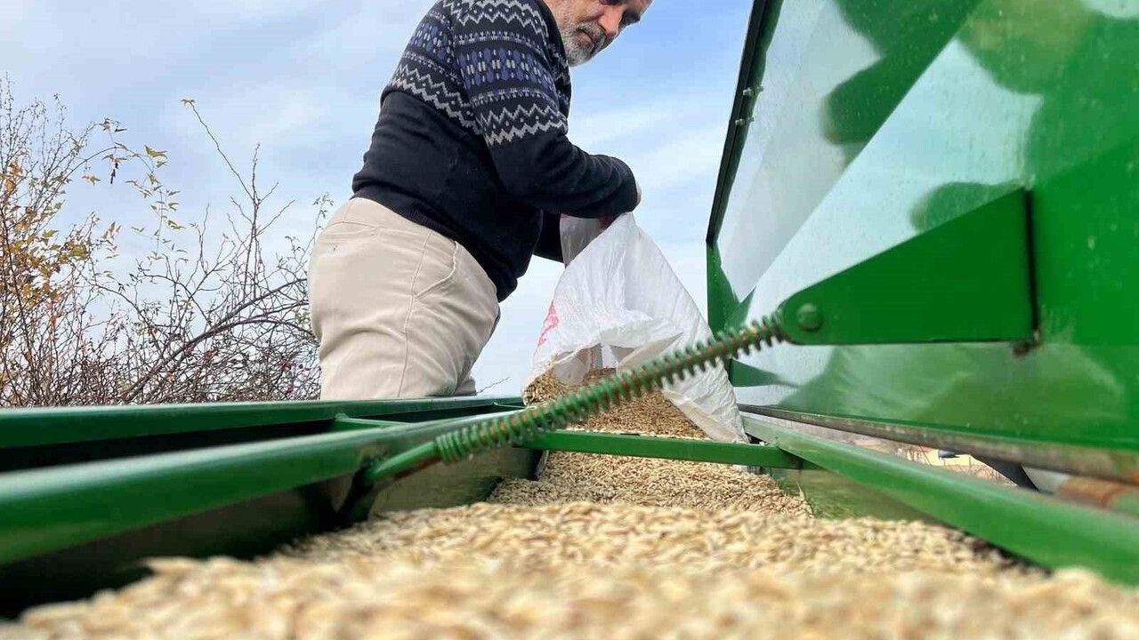 Kastamonu İhsangazi'de 12 bin yıllık siyez ekimi başladı: 12 bin dekarda doğal üretim