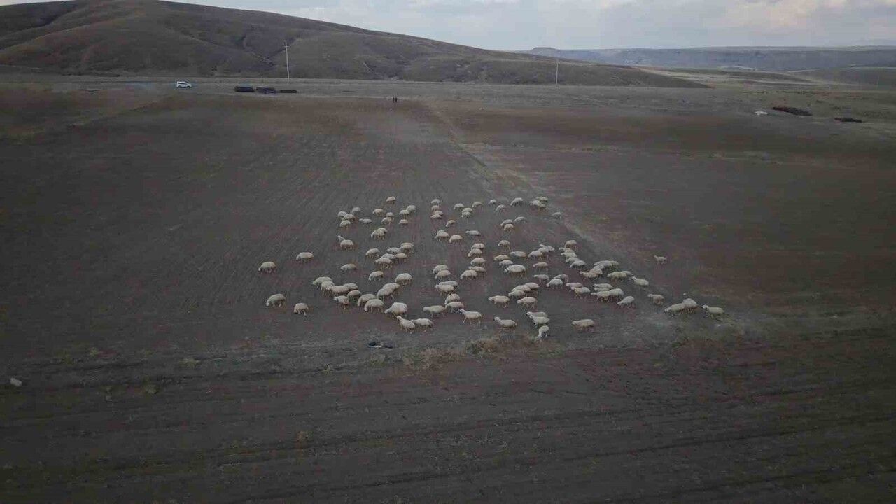 Kayseri'de 'Koyunlar Artıyor, Meralar Şenleniyor' Projesi: Tomarza'da Sürüler Büyüdü, Kırsal Ekonomi Canlandı