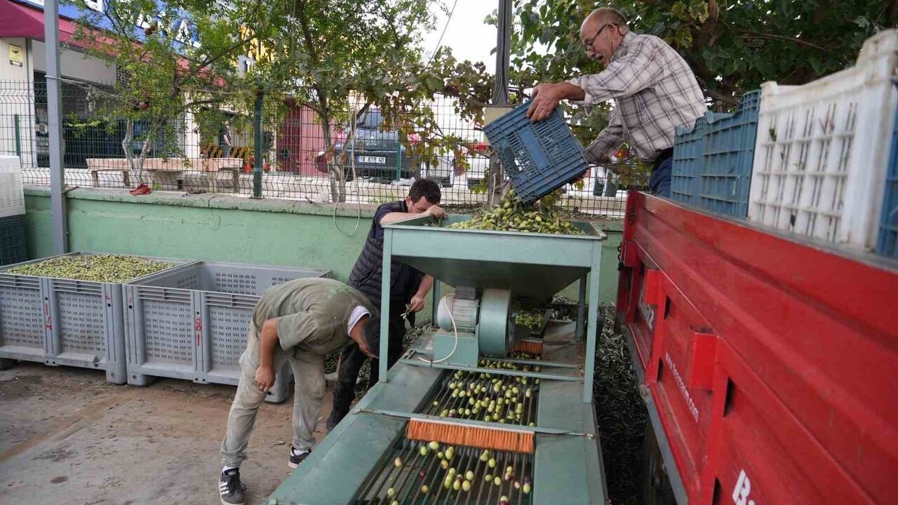 Kazdağları'nda coğrafi işaretli Edremit Körfezi yeşil çizik zeytininde elek ve renk ayıklama mesaisi başladı