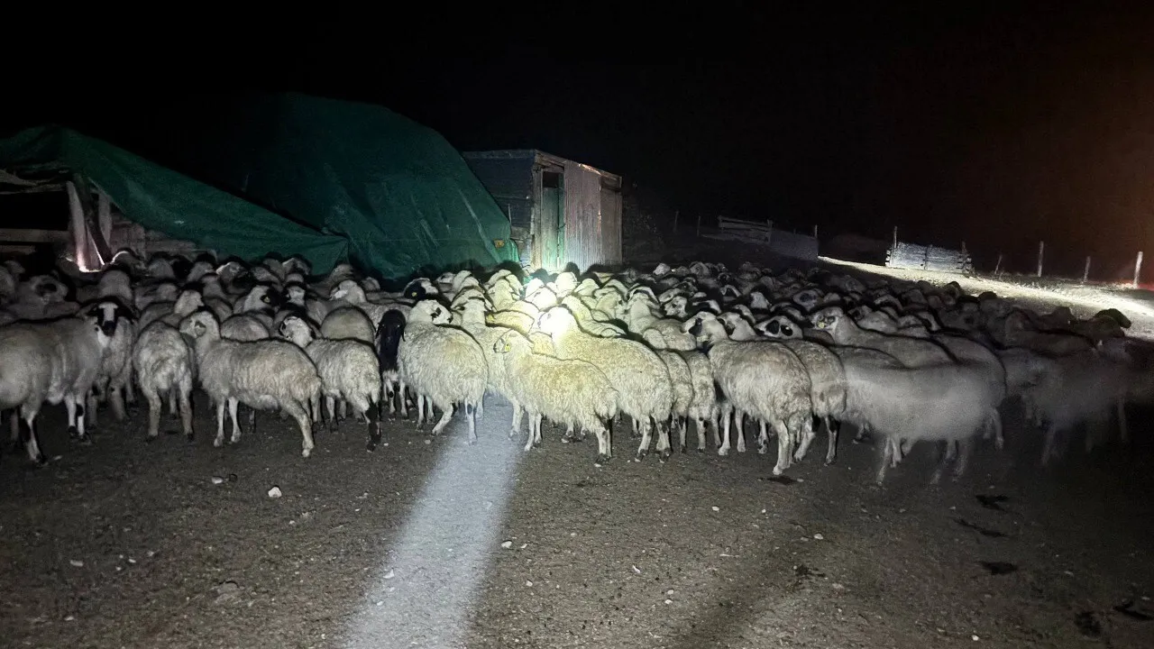 Kemah'da Yoğun Siste Kaybolan 200 Koyun Drone Destekli 9 Saatlik Aramayla Bulundu