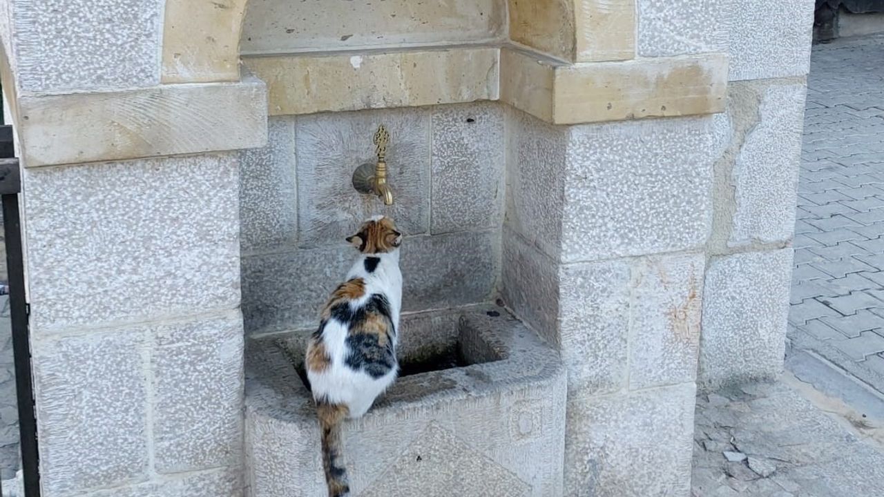 Kemaliye’nin 'Tekir' adlı kedisi Cumhuriyet Meydanı çeşmesinin müdavimi oldu