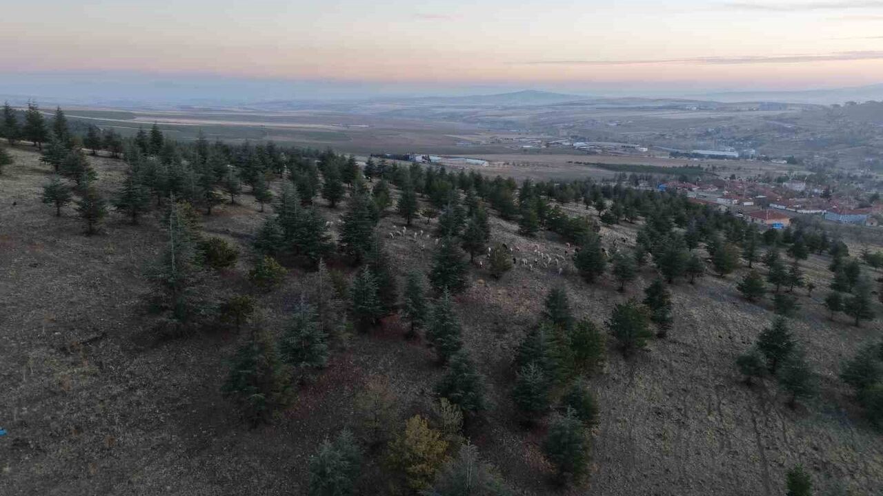 Keskin'de ağaç sökümü tartışması: Gündoğdu At Tepesi'ndeki çalışma tepki çekti