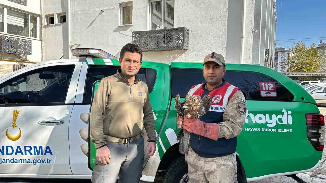 Kilis Beşenli Köyü'nde Yaralı Kızıl Şahin Koruma Altına Alındı