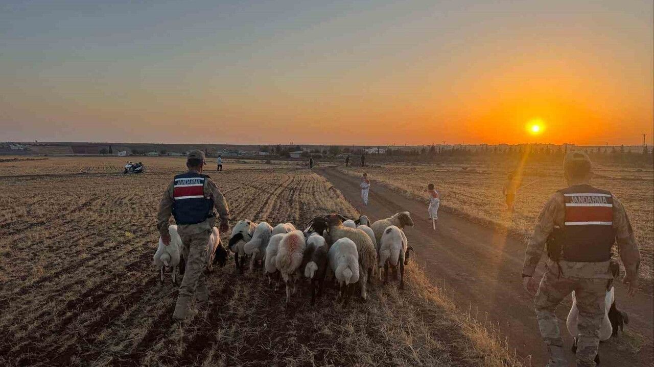 Kilis’te kaybolan 19 küçükbaş hayvan jandarma ekiplerince bulunarak sahibine teslim edildi