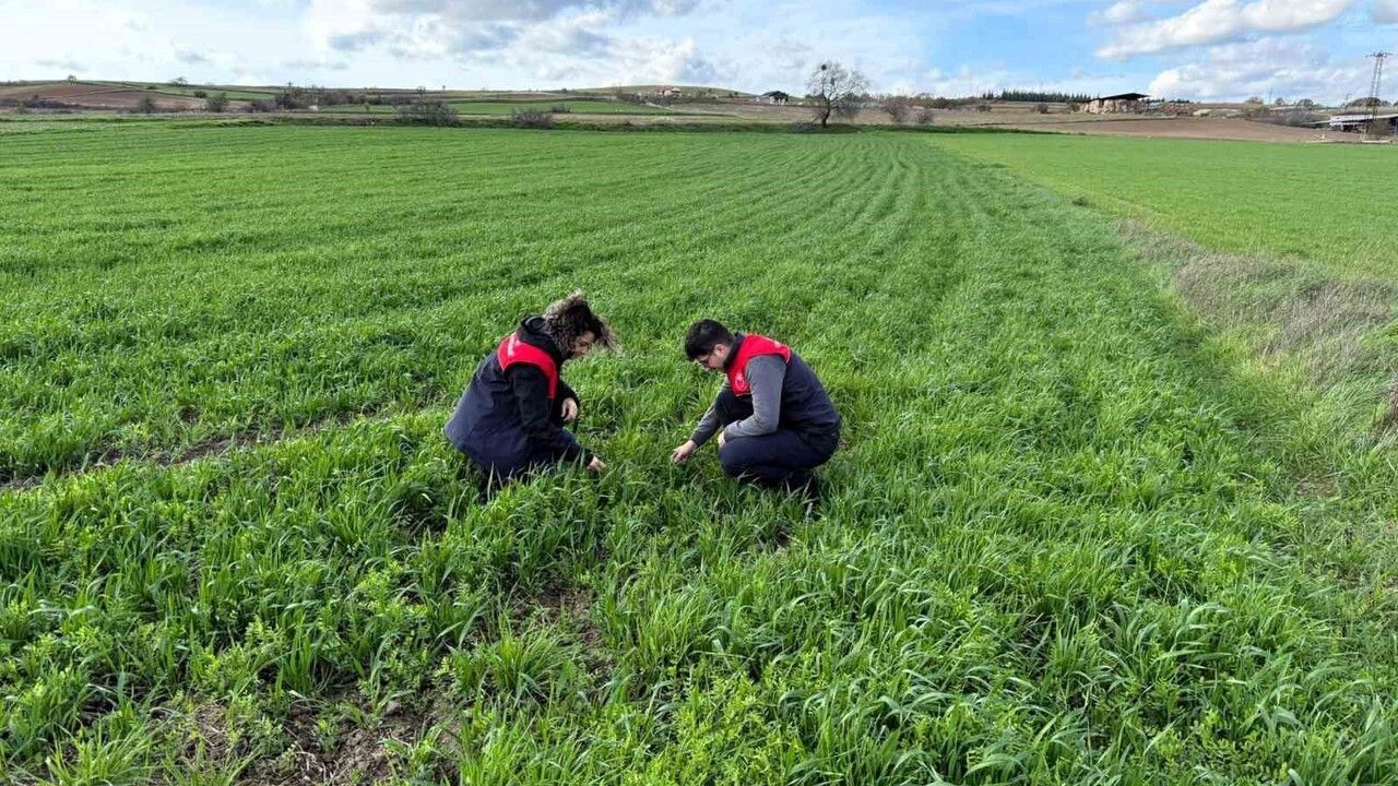 Kırklareli’nde kuraklığa dayanıklı yem bitkilerinin tarlada kontrolleri yapıldı