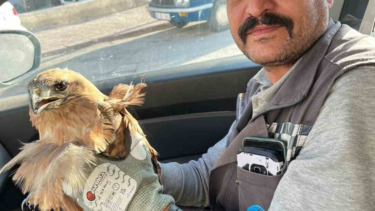 Kırşehir'de Yaralı Şahin Doğa Koruma Ekiplerine Teslim Edildi, Tedavisi Sürüyor