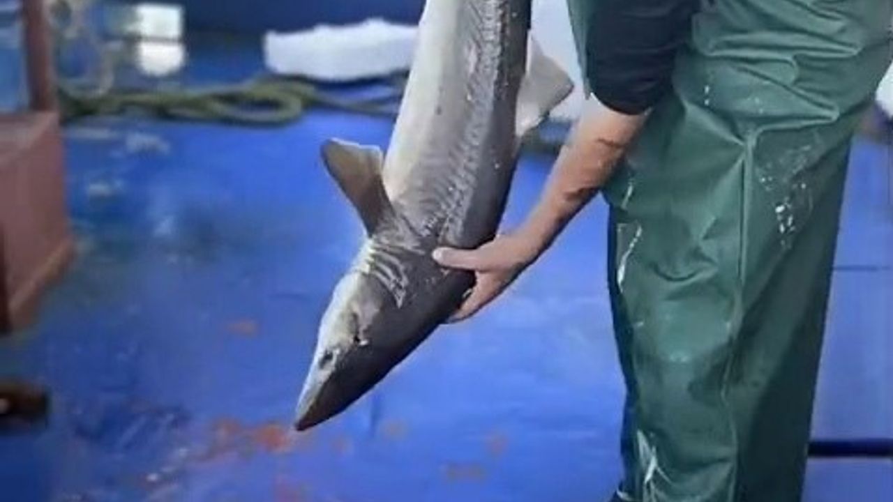 Kıyıköy açıklarında ağlara takılan camgöz köpekbalığı canlı olarak denize bırakıldı