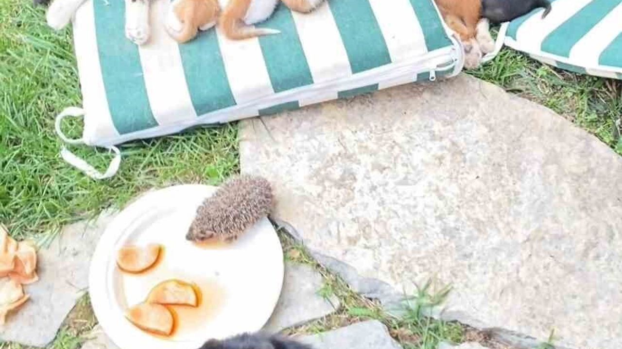 Kocaeli'de anne kedinin kirpi yavrularını da emzirmesi gülümsetti