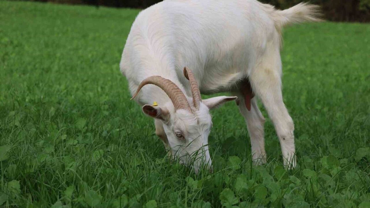 Kocaeli'de Hibeli Süt Otu Desteği İzmit Meralarını Verimli Otlaklara Dönüştürdü