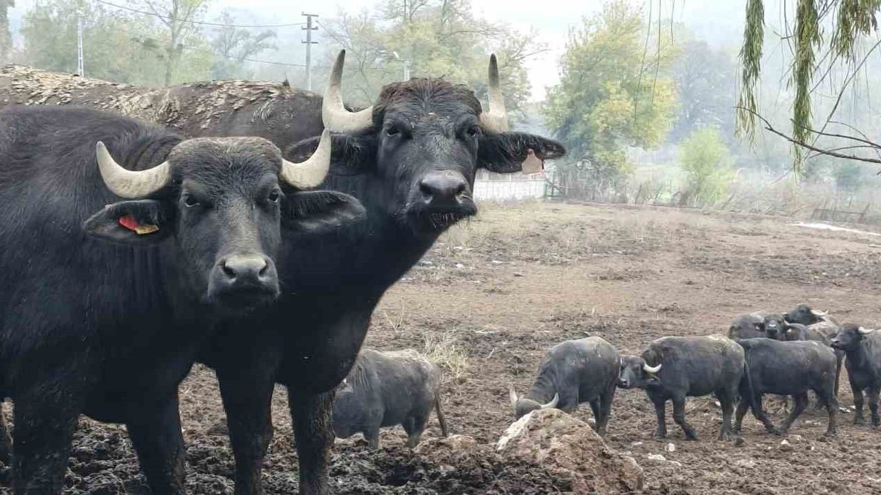 Kocaeli'de manda sayısı 3 bin 295'e yükseldi: Büyükşehir'den damızlık desteği