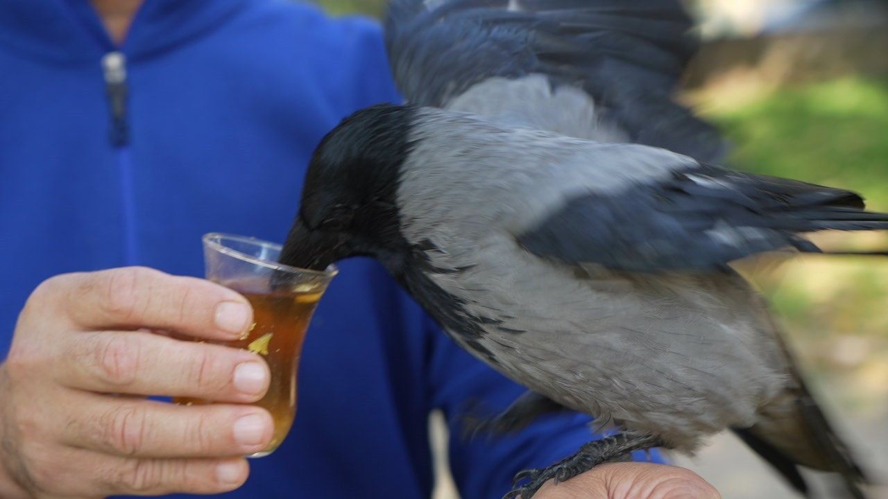 Kocaeli'de otobüs kaptanının kargası 'Şakir': Rize helvası, çay ve organik beslenme tercihi