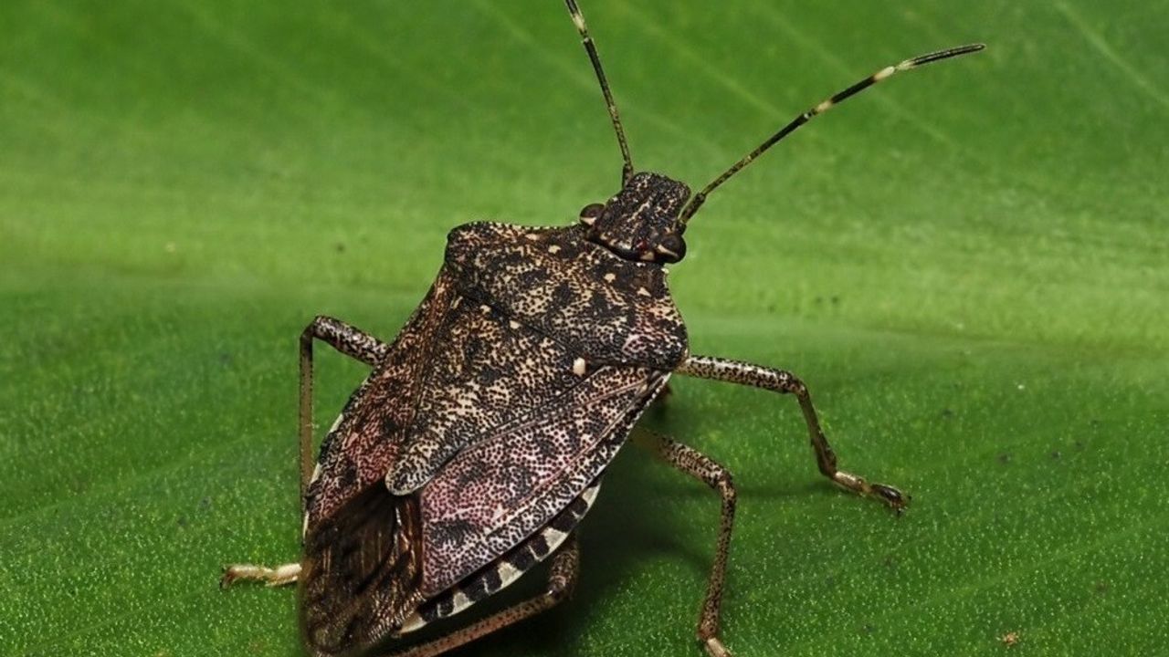 Kokarca istilası fındıkta ciddi kayıplara yol açıyor: Denize yakın bölgelerde zarar yüzde 70–100'e ulaşıyor