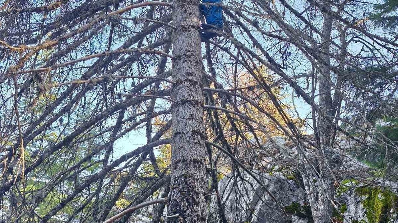 Konya Seydişehir'de Sonbahar Mantar Avı: Ladin Ağaçlarının Tepelerindeki İstiridye Mantarı