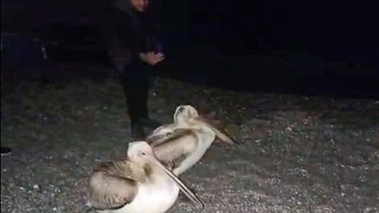 Konyaaltı Sahili'nde İki Pelikan Vatandaşların Kamerasına Yansıdı