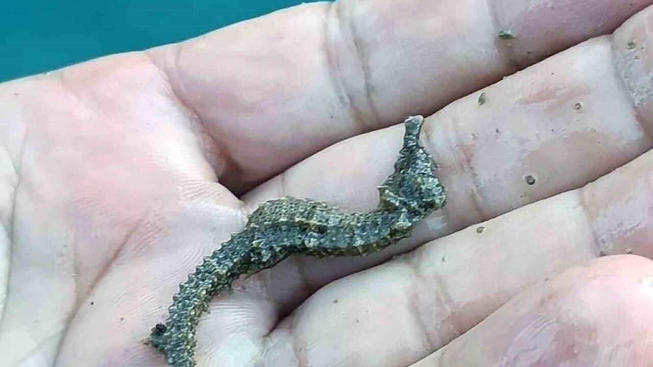 Köyceğiz Gölü, Dalyan ve İztuzu’nda kaçak su ürünleri avcılığı denetimi: 2 sepet ve 5 barbun ağı ele geçirildi