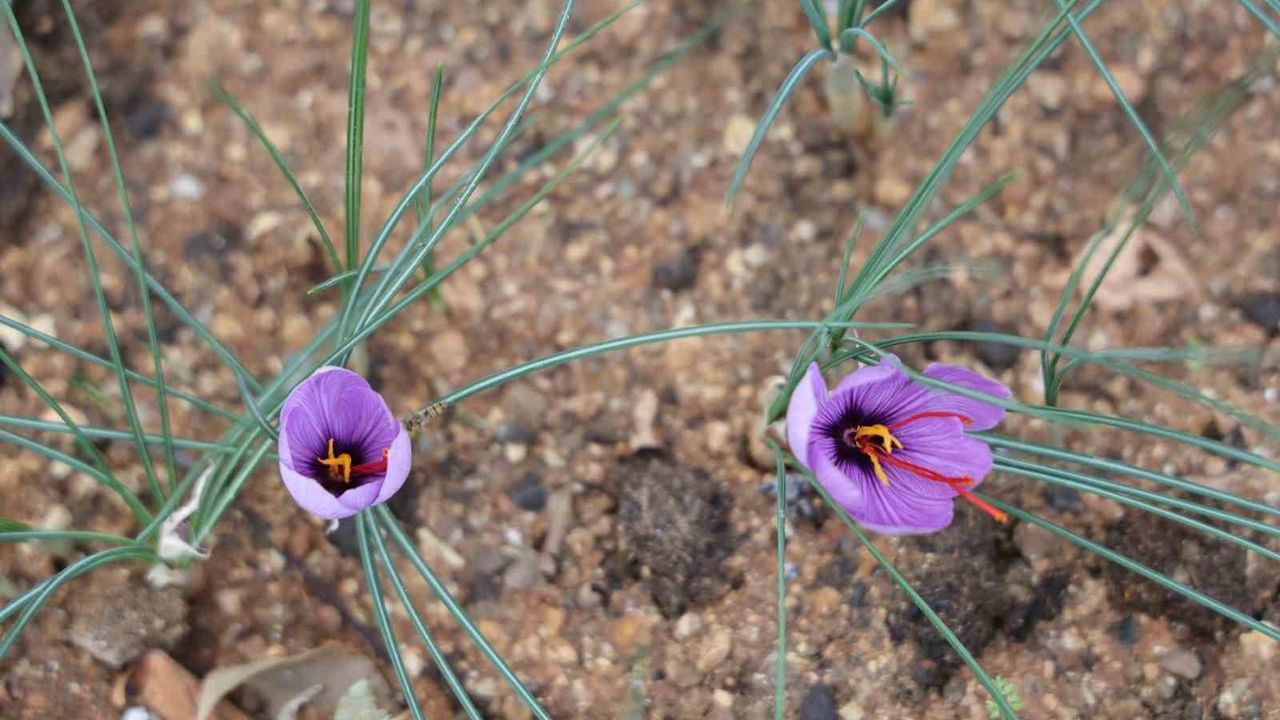 Kozan’da safran hasadı başladı: Kuraklık verimi düşürdü, gramı 600 TL