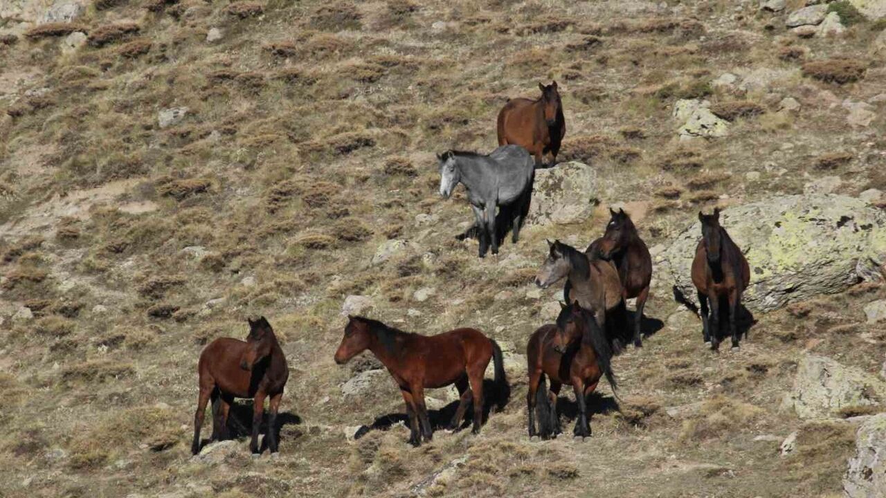 Kumalar Dağı'nda yılkı atları ve bulutların dansı dron ile görüntülendi