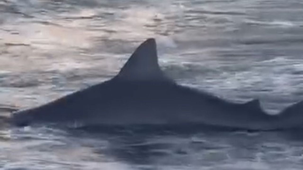 Kumköy'de amatör balıkçının oltasına 1,5 metrelik kum köpek balığı takıldı