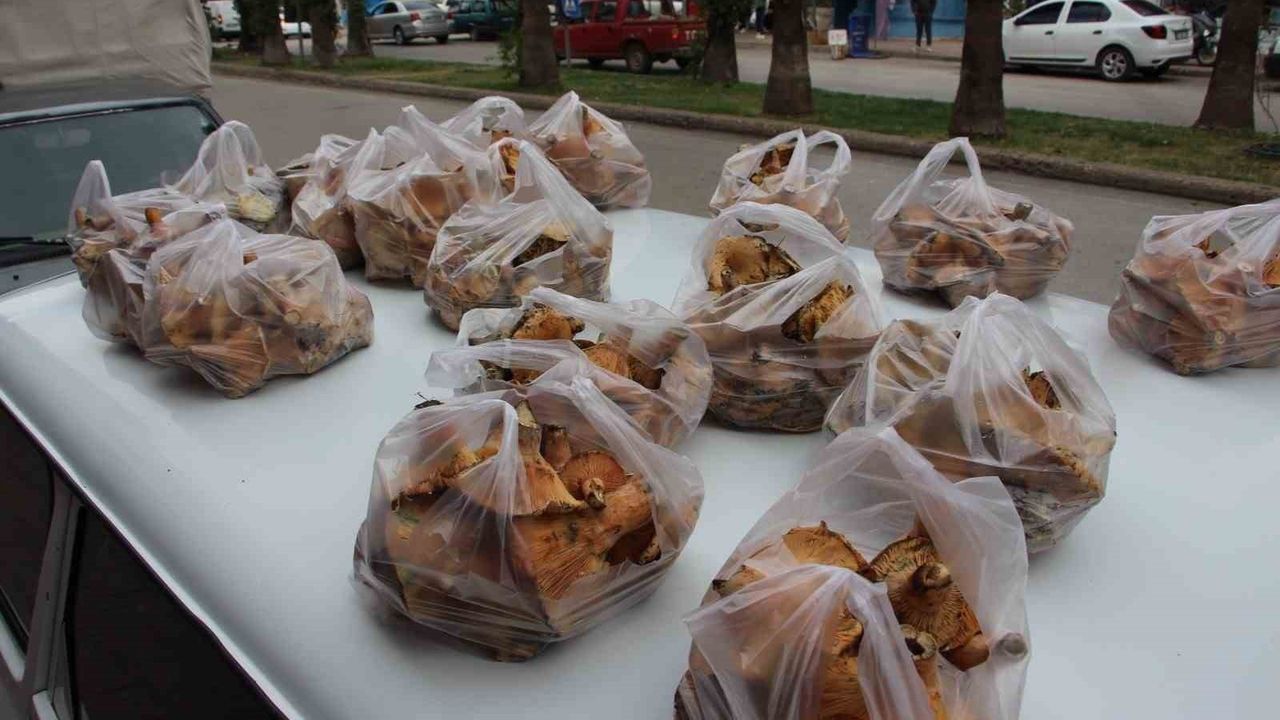 Kumluca’da çam ağaçları altında yetişen Kanlıca mantarı kilogramı 350–450 TL aralığında satılıyor
