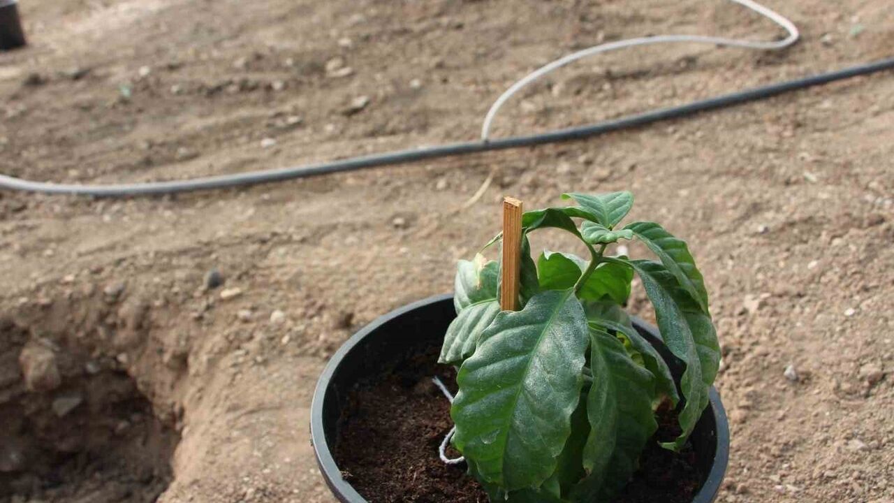 Kumluca'da Sağlıklı Çocuk, Sağlıklı Gelecek programı: İlkokulda teorik ve uygulamalı sağlık eğitimi