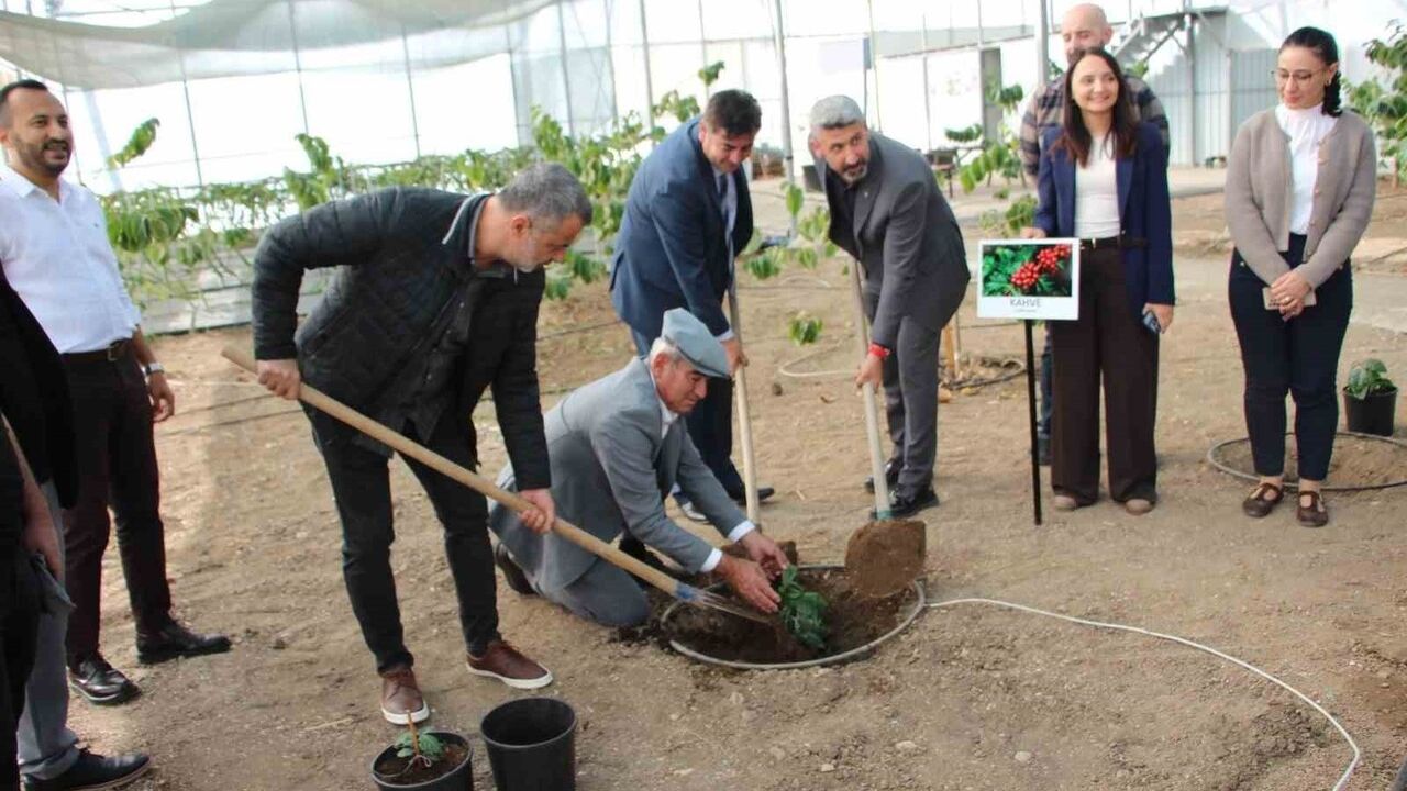 Kumluca'da tropikal serada deneme amaçlı 6 Arabica kahve fidanı dikildi