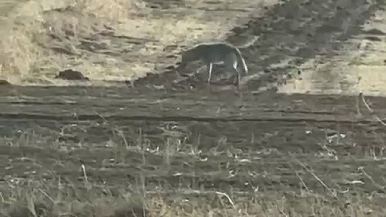 Kurtların yerleşimlere yaklaşması 'doğanın uyarısı' olarak değerlendirildi