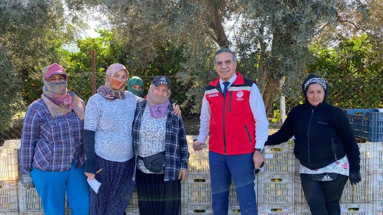 Kuşadası'nda mandalina hasadı başladı: İl Tarım Müdürü sahada üreticilerle