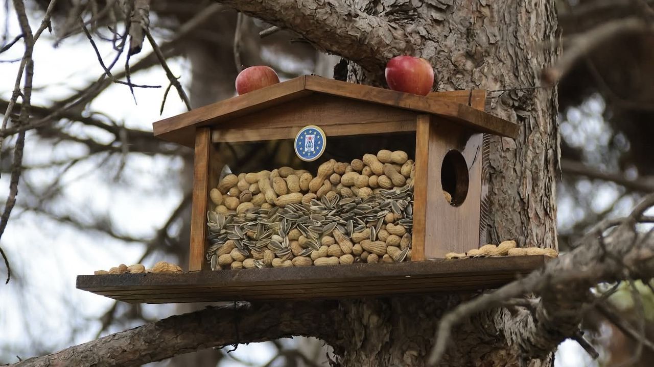 Kütahya Belediyesi’nden kış hazırlığı: sincap ve kuşlara doğal yemlikler yerleştirildi