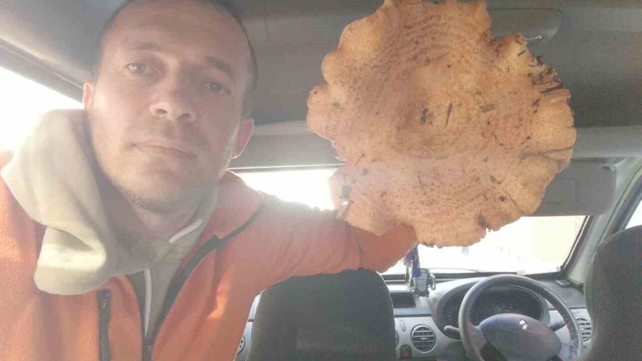 Kütahya Sülye Dağları'nda 28 cm çapında, 540 g ağırlığında melki mantarı bulundu