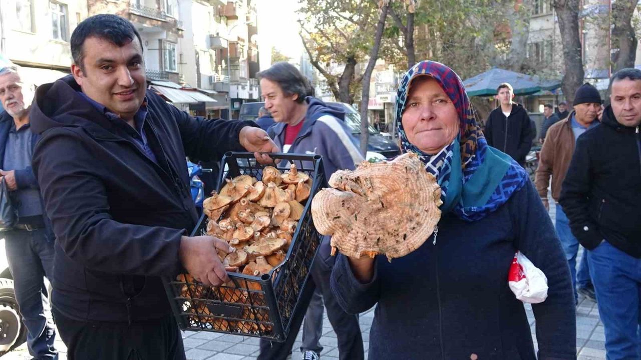 Kütahya Tavşanlı’da melki (kanlıca) mantarı bollaştı, fiyatlar 400 TL’den 70–100 TL’ye geriledi