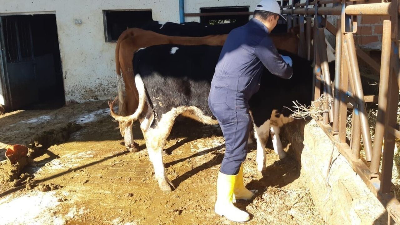 Kuyucak'ta şap tespit edildi: 20 mahallede sığır, koyun ve keçi giriş-çıkışı yasaklandı