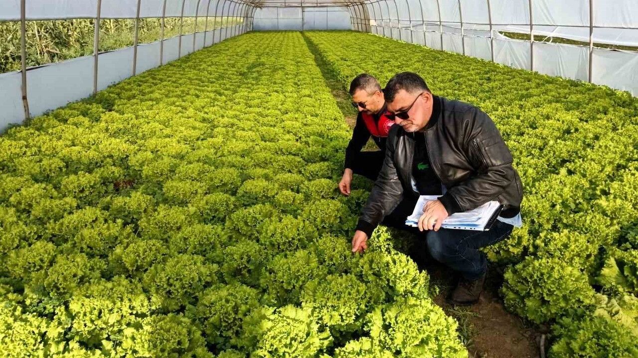 Lüleburgaz’da Tarım Müdürlüğü seralarda resen kayıt ve teknik kontroller gerçekleştirdi