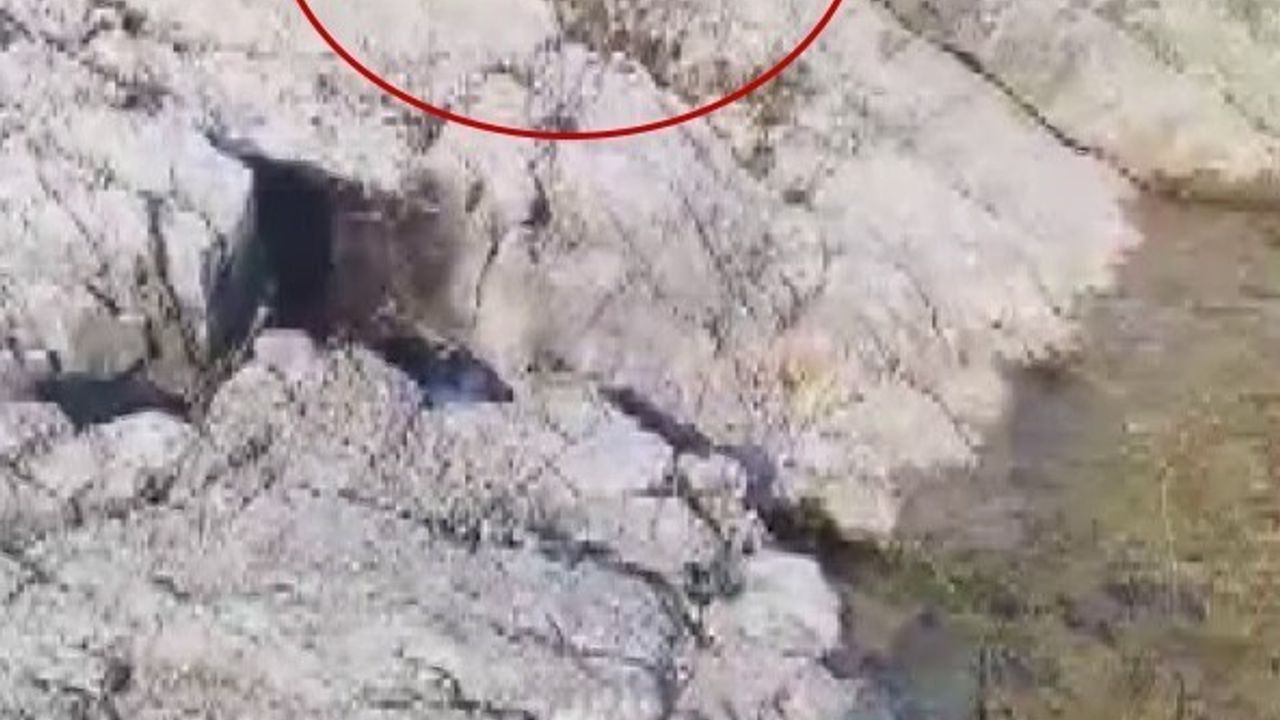 Malatya'da amatör balıkçı yakaladığı balığı kıyıda bekleyen kediyle paylaştı