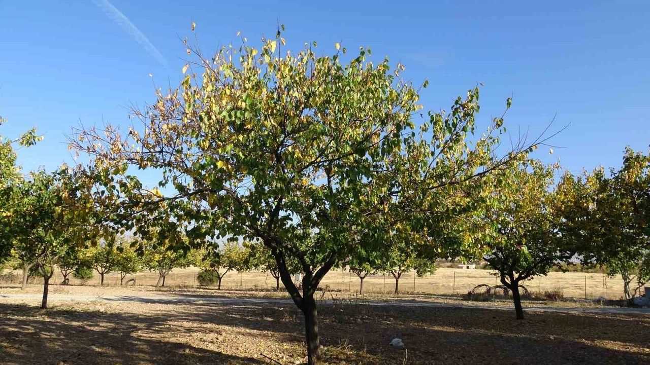 Malatya'da kayısı bahçeleri Nisan zirai donunun ardından toparlandı, üreticiler gelecek sezondan umutlu