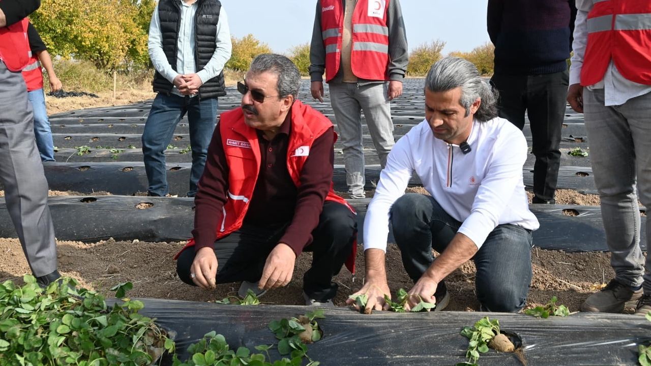 Malatya’da Kızılay destekli hibe programı ile çilek yetiştiriciliği yaygınlaşıyor